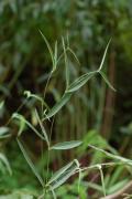 Cynanchum paniculatum
